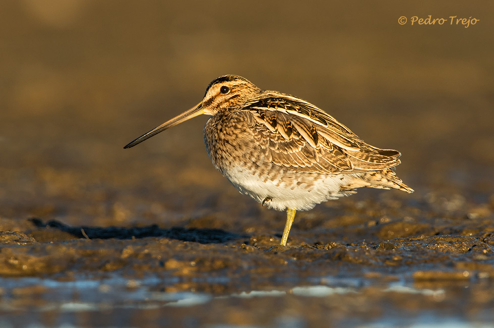 Agachadiza común (Galinago gallinago )